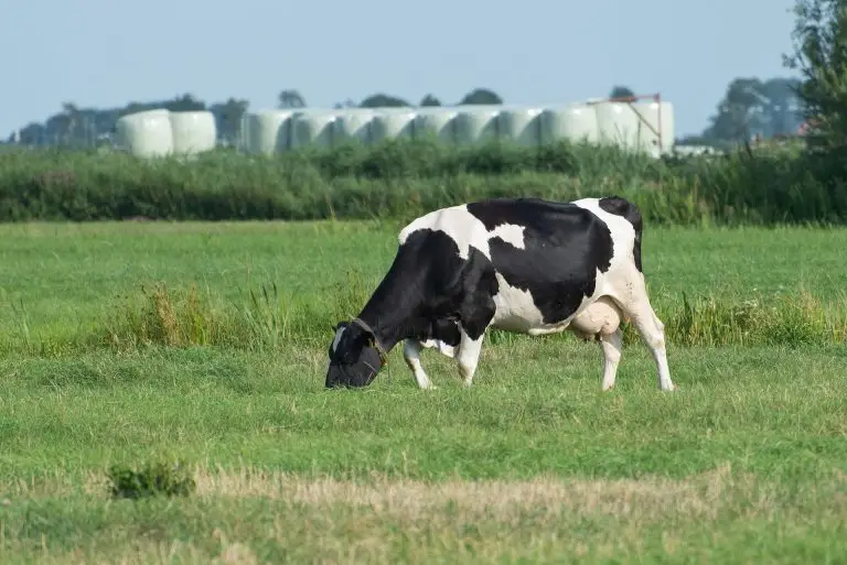 Stikstofclaim deelt eerste tik uit aan Greenpeace en Staat in stikstofzaak