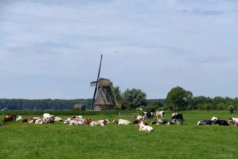 Falend stikstofbeleid bedreigt toekomst boerengezinnen