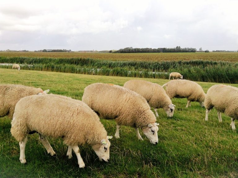 Voelt u zich niet vertegenwoordigd bij de opstelling van het Landbouwakkoord? Maak bezwaar!