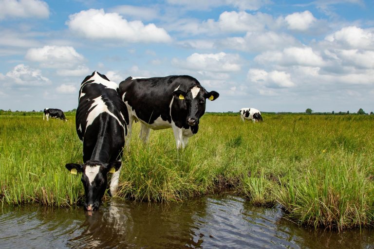 Stikstofclaim pakt Greenpeace aan in kort geding op 25 april 2024