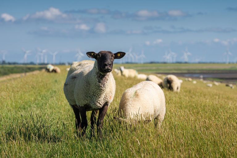 Gesprek LNV en SSC/STAF over voermaatregel struikelt over voorwaarden