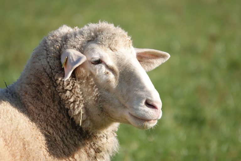 Stikstofclaim heeft Staat gedagvaard: Aerius moet ‘on hold’